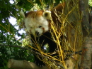 Dublin Zoo - Red Panda
