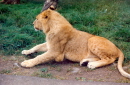Longleat - Lioness
