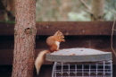 Scotland - Red Squirrel