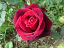 Old English Rose