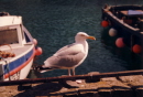 Dorset - Seagull