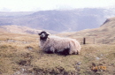 Lake District - Sheep