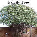 Family_Tree